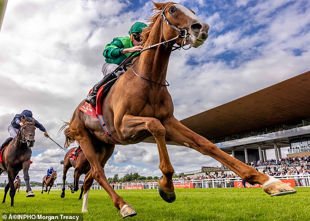 Los informes sobre la desastrosa campaña Flat de Aidan O’Brien pueden haber sido exagerados… y Benvenuto Cellini podría hacerle feliz al Rey Jorge hoy