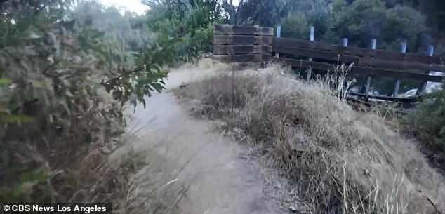 Lanzador universitario revivió con 34 dosis de antídoto tras ser mordido por una serpiente de cascabel durante un viaje familiar