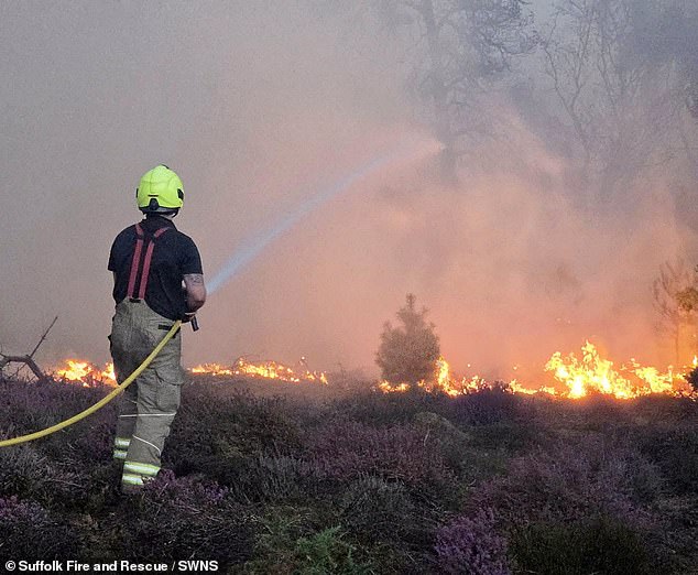 Tinderbox Britain: Cientos de turistas fueron evacuados mientras los incendios de pasto arrasaban Londres y los bomberos luchaban contra los incendios forestales en Suffolk, la mitad de Inglaterra en una sequía “excepcionalmente severa”.