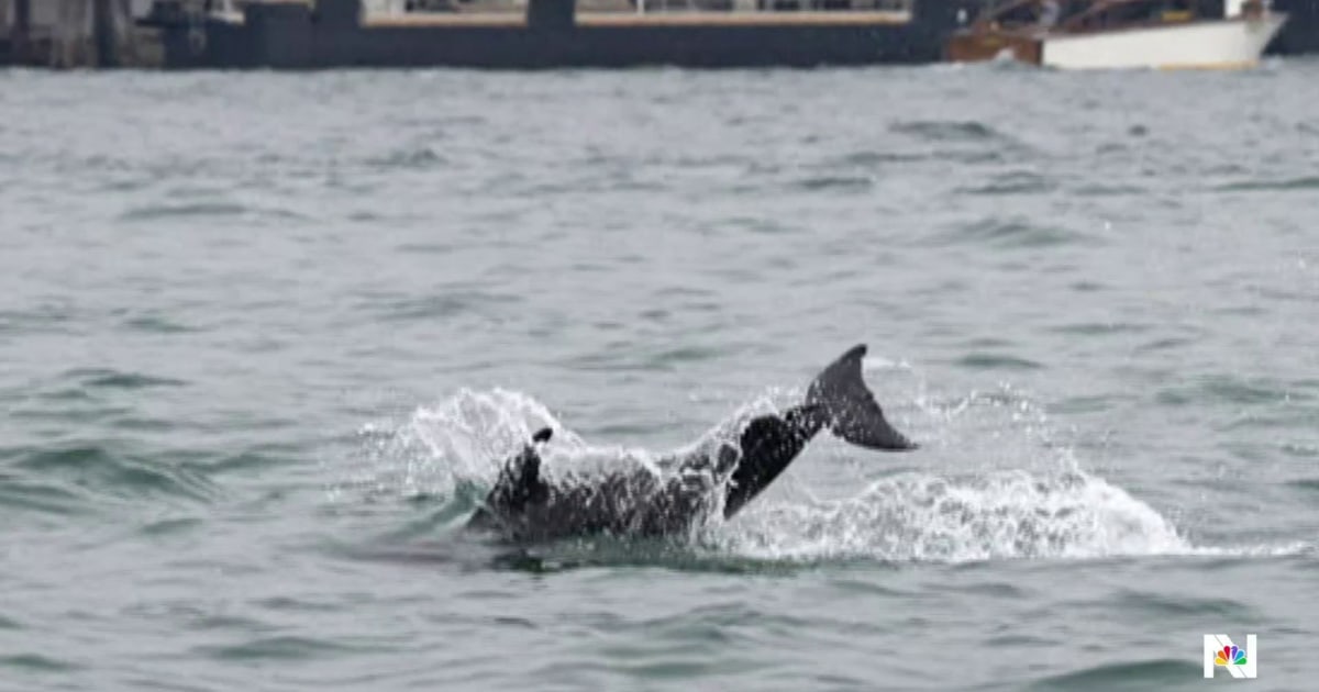 1763512933030_nn_eik_venice_dolphin_251118_1920x1080-a9yrwg.jpg