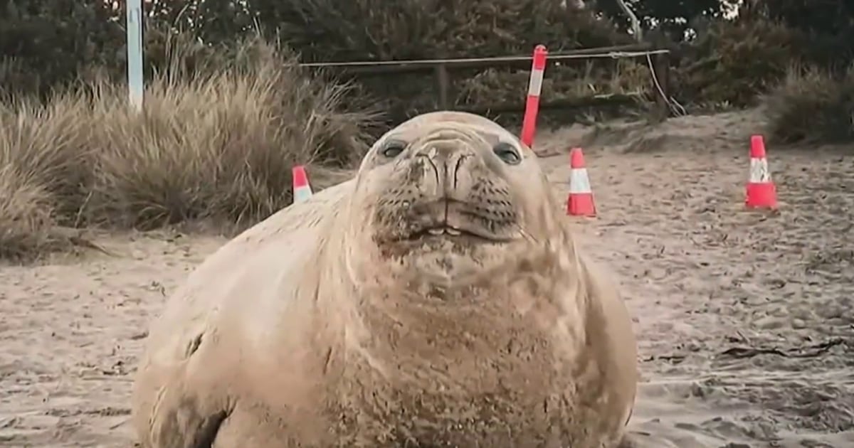 Neil the Seal vuelve a causar estragos en las calles de Tasmania