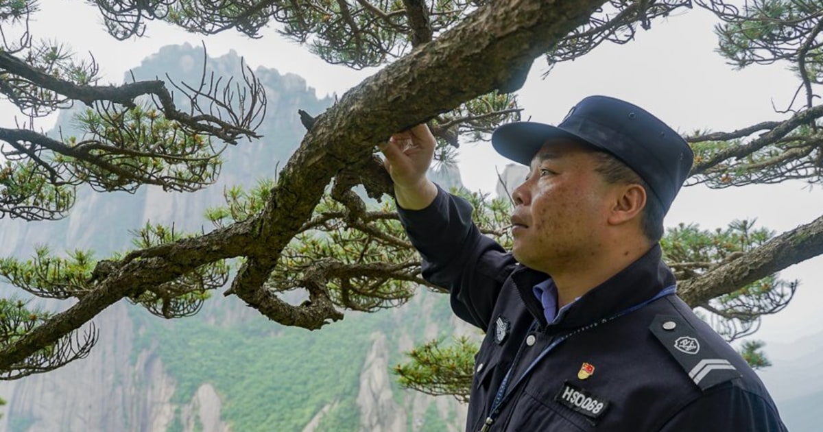 El protector de este pino milenario teme el cambio climático