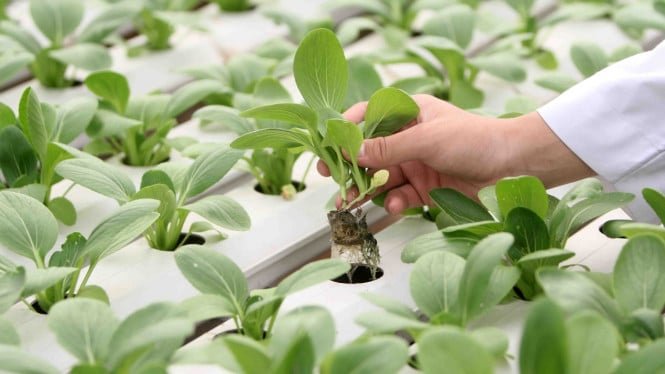5fdadb2637a73-santri-hasilkan-1-2-ton-sayur-per-bulan-dari-kebun-hidroponik_665_374.jpg