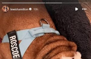 Lewis Hamilton rinde homenaje a “Amazing Friend”, quien envió a su amado perro muerto, Roscoe, como una mezcla de tratamientos orientales y occidentales, incluida la acupuntura, durante la pelea con los pulmones