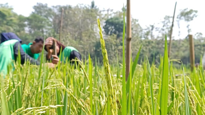 1759955307_68e68b78b332b-program-sustainable-rice-platform-srp-untuk-hasil-padi-terbaik-ramah-lingkunga_665_374.jpeg