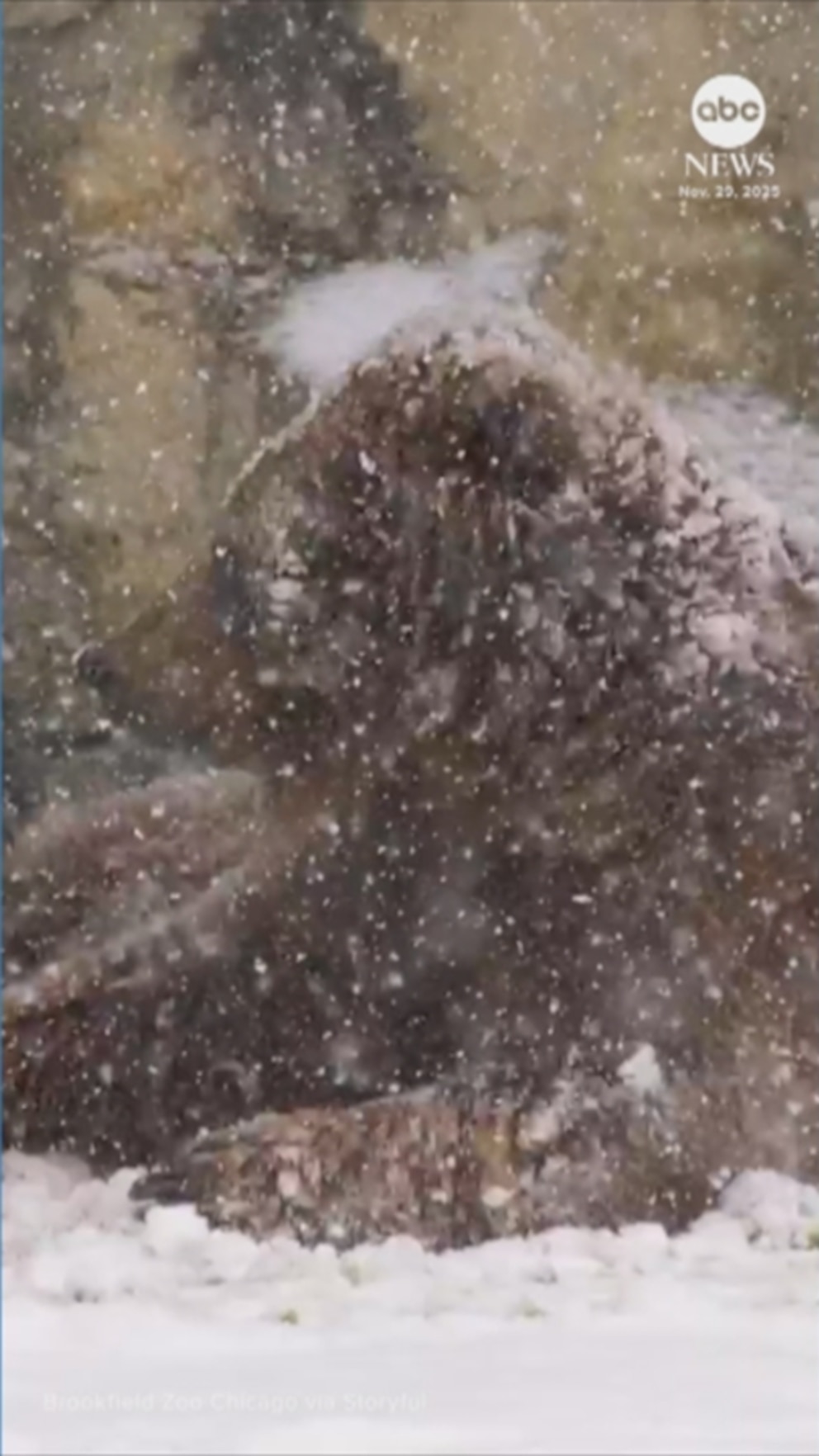 MIRAR: Oso disfruta de una fresca nevada en el Zoológico de Chicago