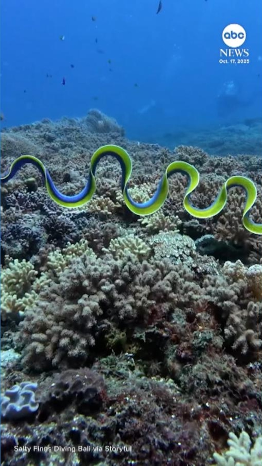 MIRAR: La anguila eléctrica de cinta azul aturde a los buceadores frente a la costa de Indonesia