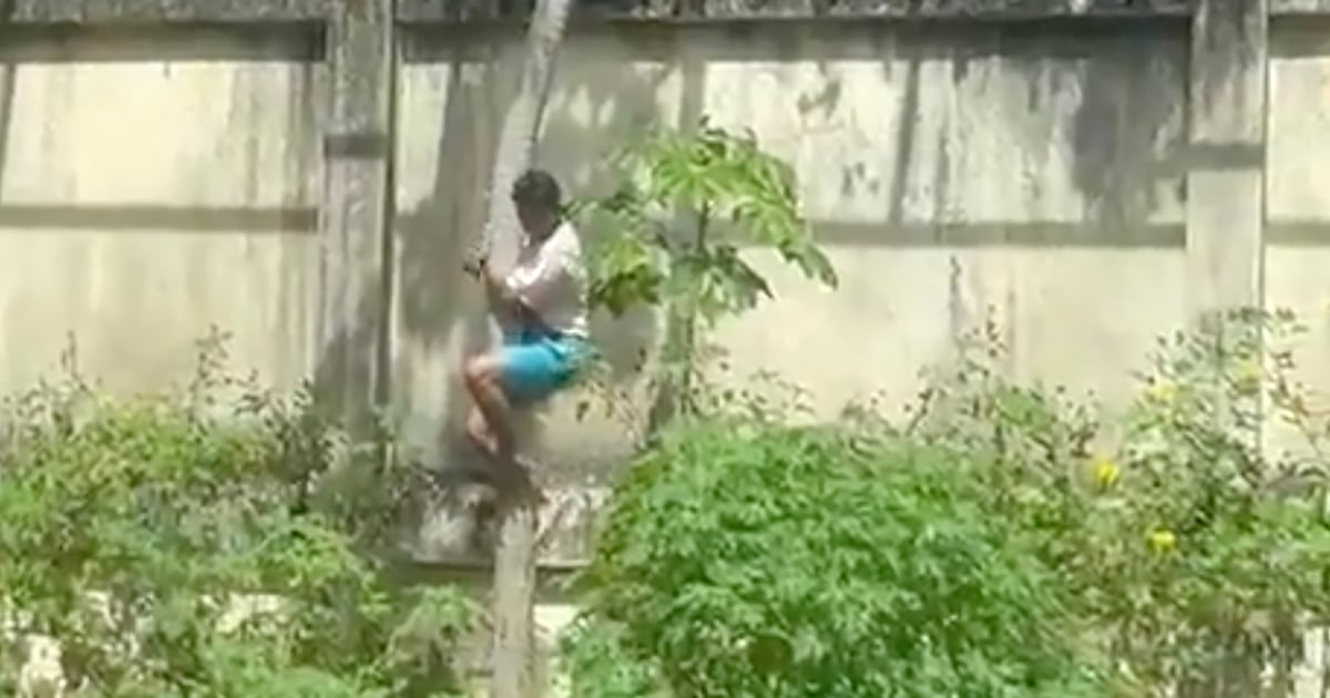 Hombre muere mutilado por un león después de trepar al recinto del zoológico