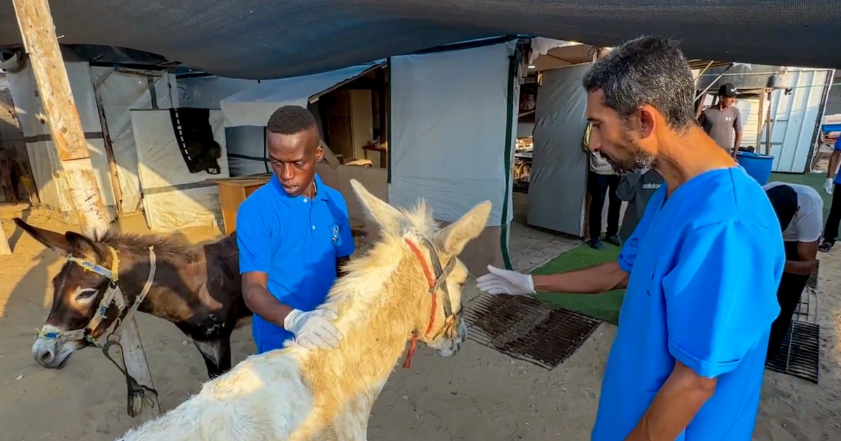 En el único refugio para animales de Gaza, los trabajadores comparten comida con perros y gatos hambrientos