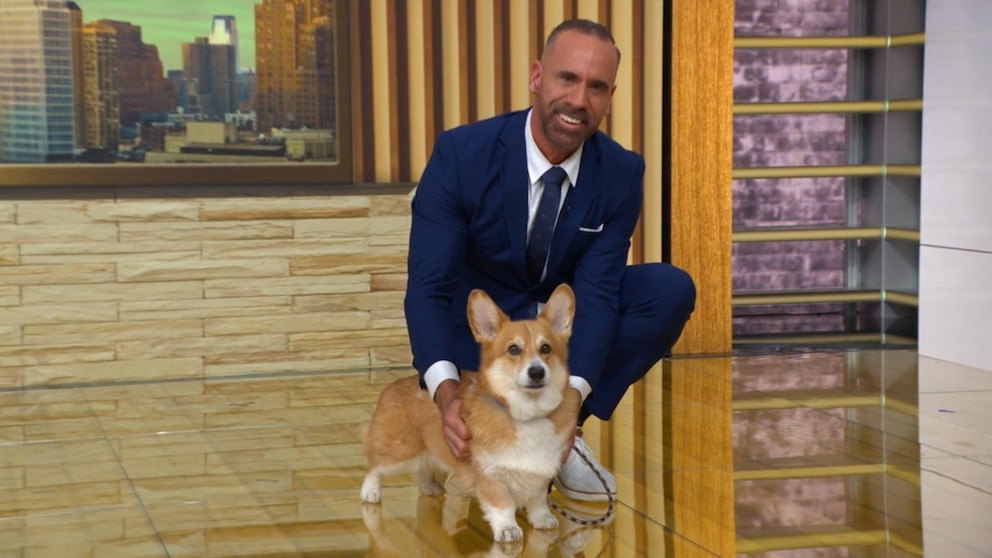 DEBE VER: Resoluciones de Año Nuevo para sus mascotas