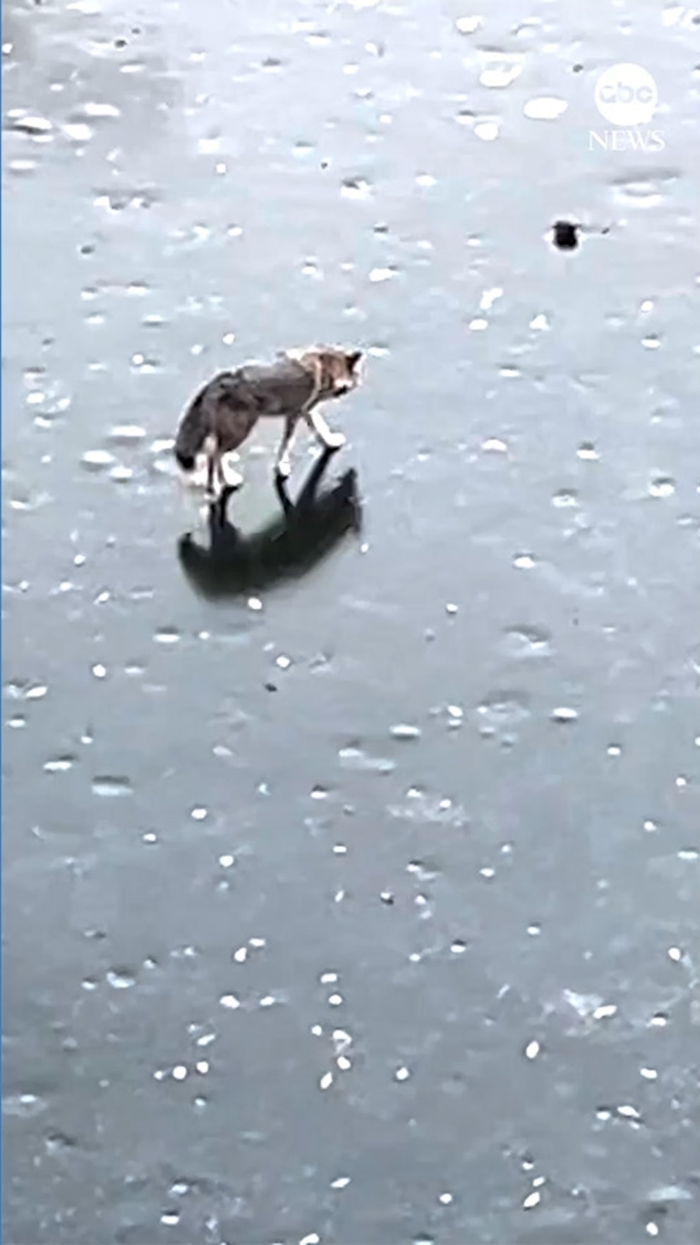 MIRAR: Coyote visto relajándose en el Central Park de Nueva York