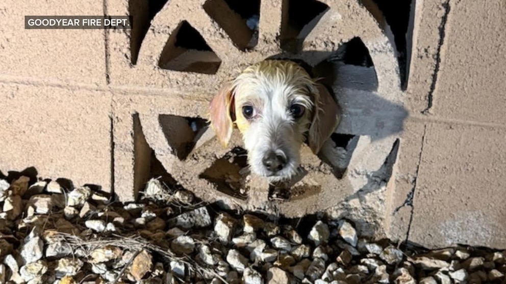 MIRAR: El rescate navideño de un perro por parte de los bomberos se vuelve viral