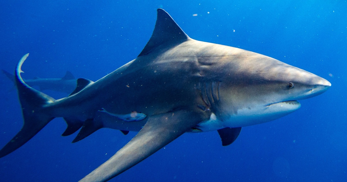 260119-bull-shark-cc-0102a-597083.jpg