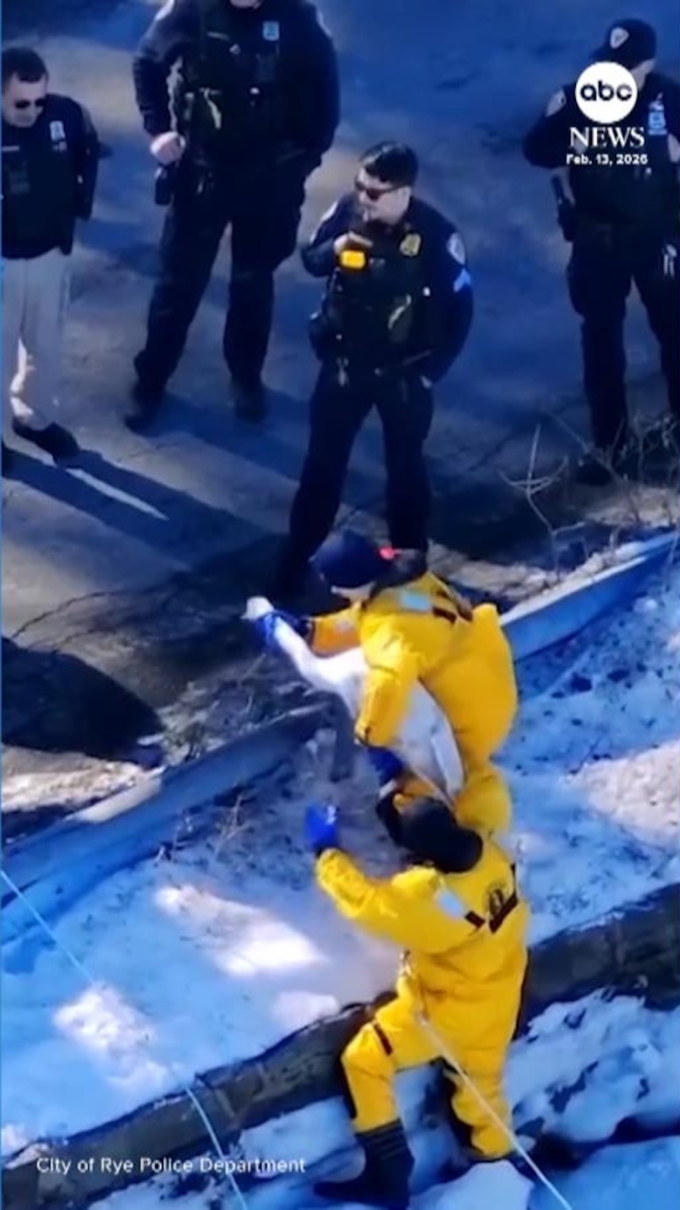 MIRAR: Equipo de rescate salva a un cisne atrapado en un estanque congelado