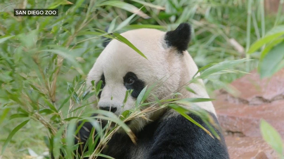 MIRAR: Explorando las delicias del Zoológico de San Diego