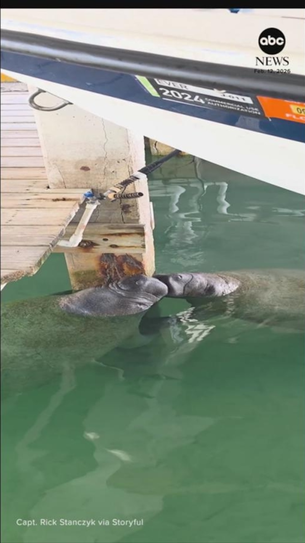 Video Manatíes comparten un tierno momento en los Cayos de Florida