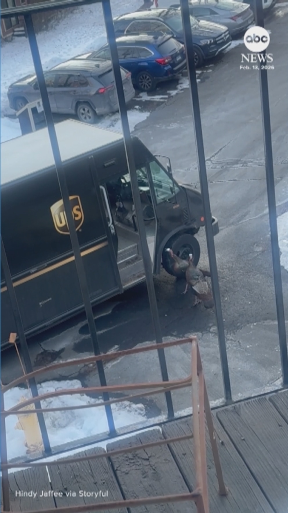MIRAR: Conductor de UPS aterrorizado por pavos salvajes en Connecticut