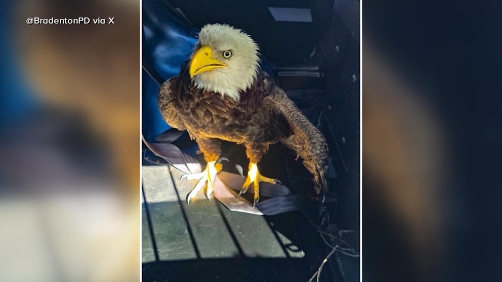 MIRAR: Águila calva rescatada el día de los presidentes