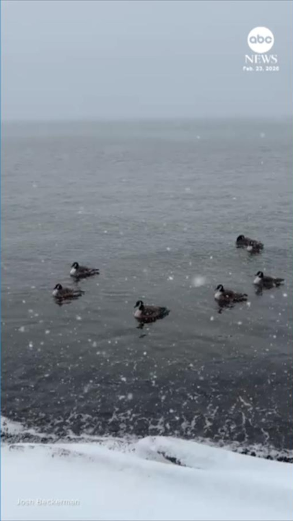 MIRAR: Los patos flotan pacíficamente en el río Hudson mientras una tormenta de nieve azota el noreste