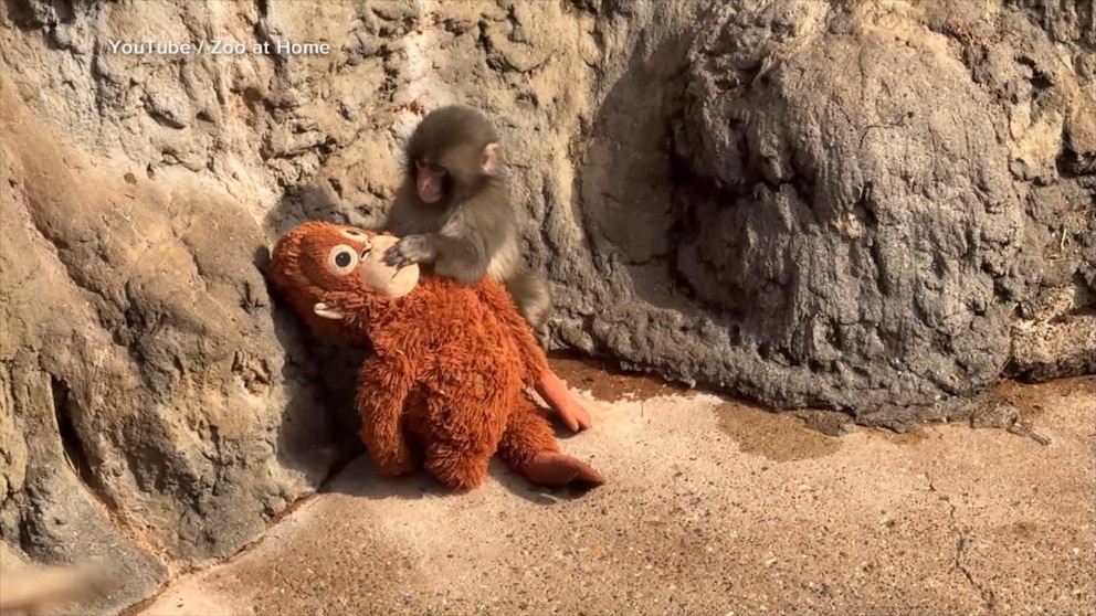 MIRAR: El mono bebé Punch gana aceptación entre sus pares en el zoológico japonés