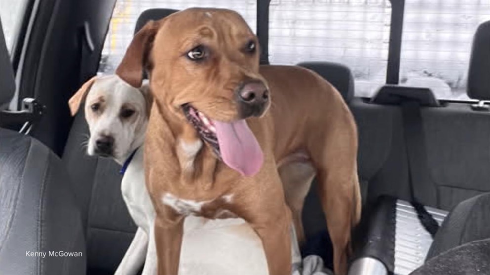 Video El conductor de un quitanieves le cuenta a David Muir cómo salvó a los perros perdidos durante el apogeo de la tormenta de nieve