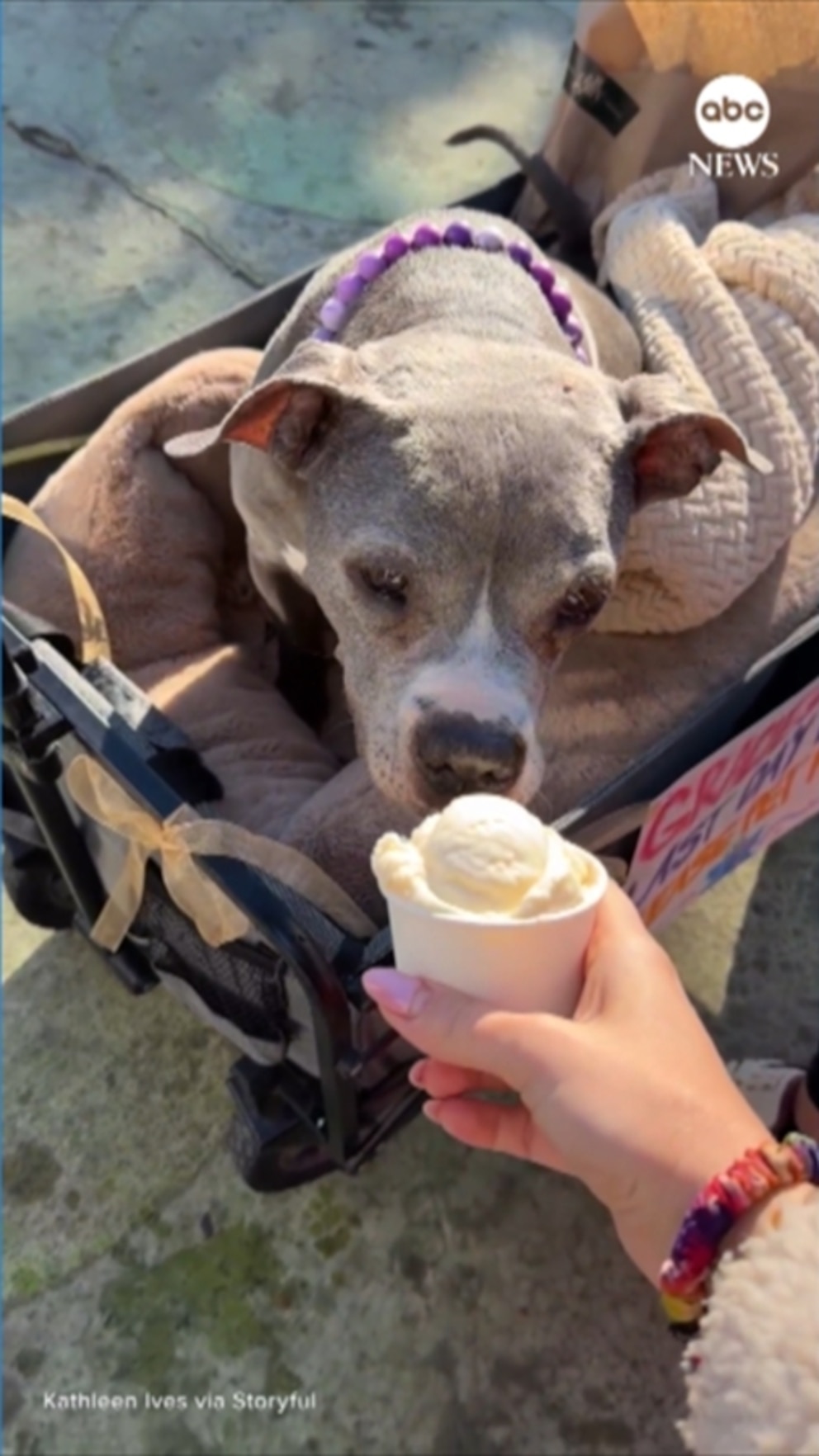 Perro con una enfermedad terminal llamado ‘Gracie’ obtiene el ‘mejor último día de su vida’