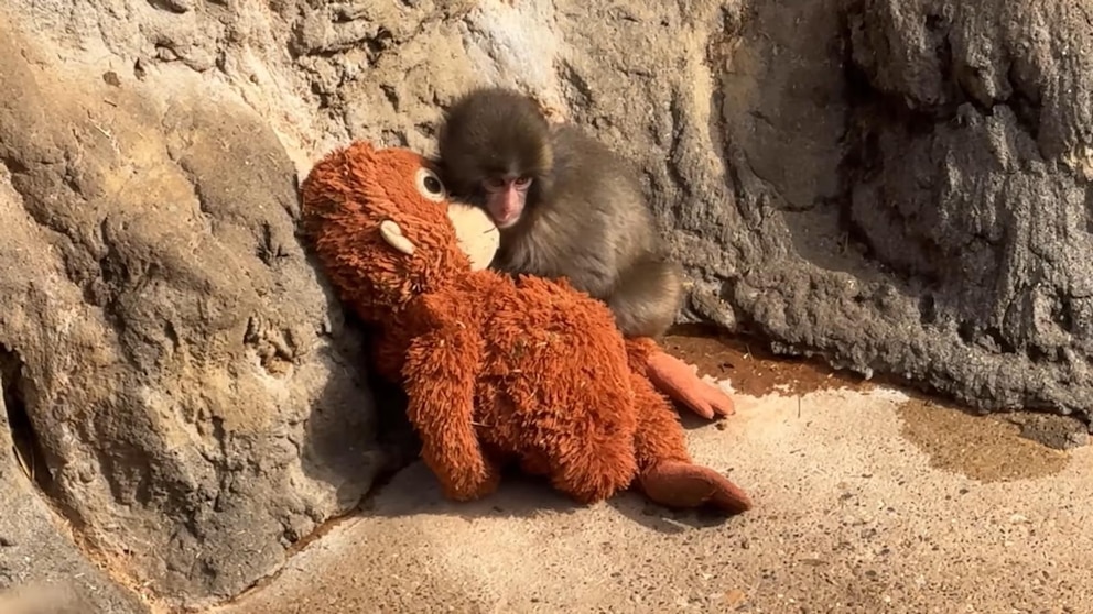 MIRAR: David Muir comparte un desarrollo conmovedor sobre Punch the Monkey y el orangután de peluche