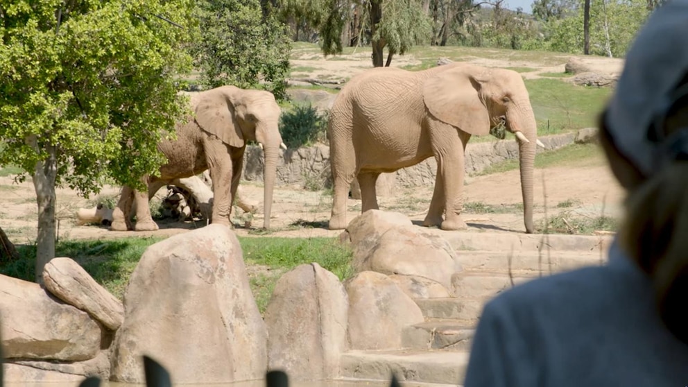 MIRAR: David Muir comparte detalles sobre la nueva exhibición de Elephant Valley en el zoológico de San Diego