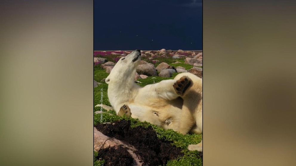 MIRAR: ‘Momento en la Tierra’ de Nat Geo presenta a una mamá y su pequeño oso polar