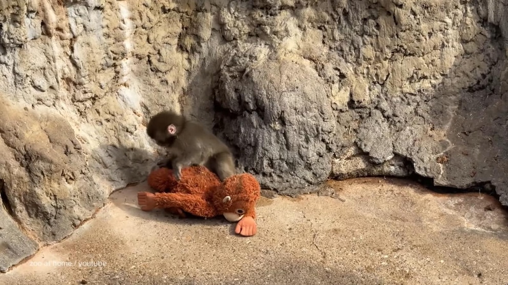 MIRAR: David Muir comparte la actualización de Punch the Monkey y los zoológicos de EE. UU. inspirados en él