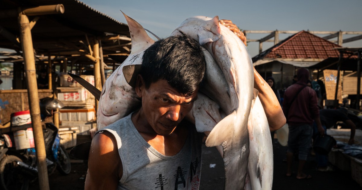 La crisis de sobrepesca del sudeste asiático y el esfuerzo por descubrir sus raíces