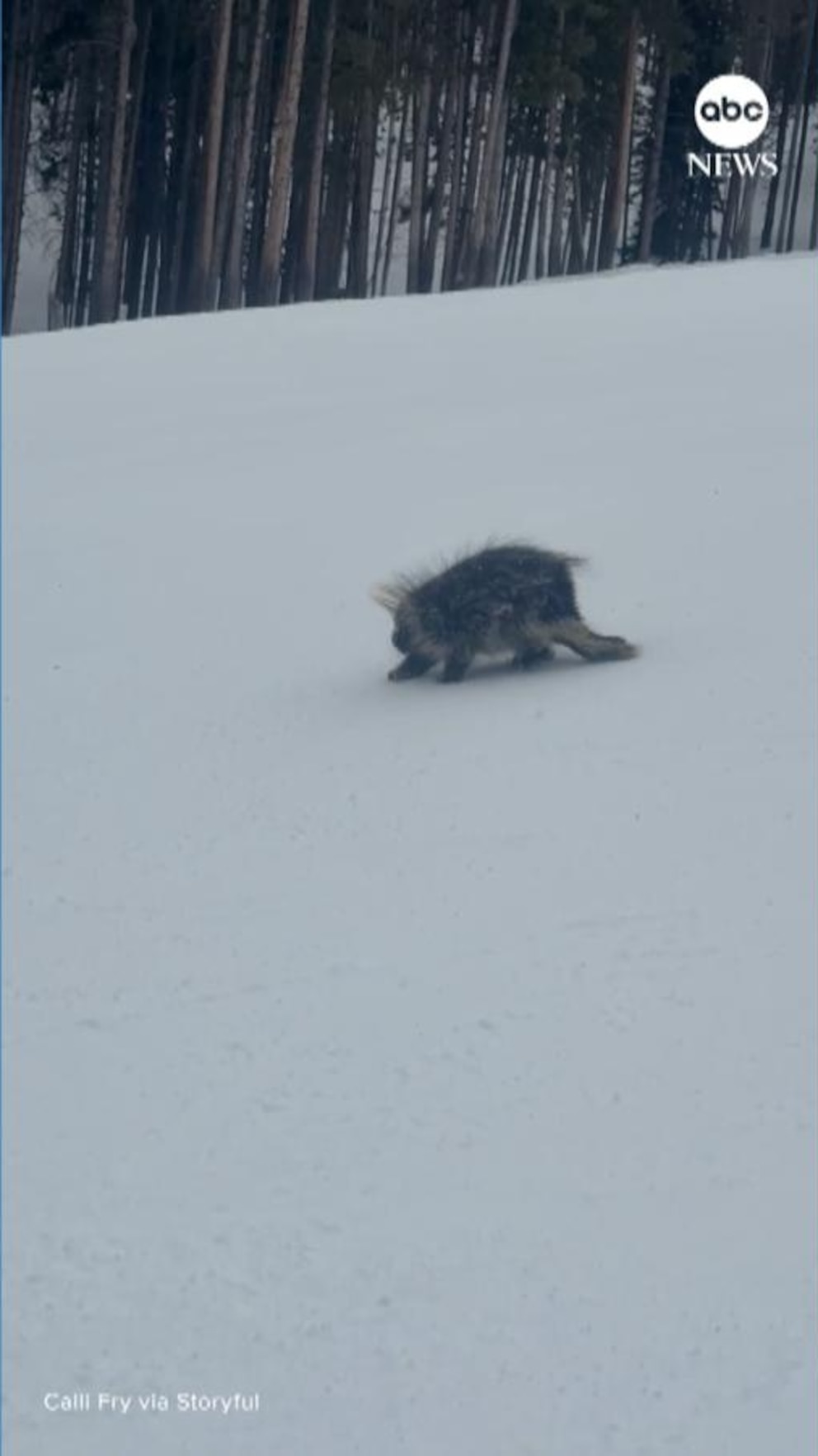 MIRAR: Enorme puercoespín visto en las laderas de Colorado