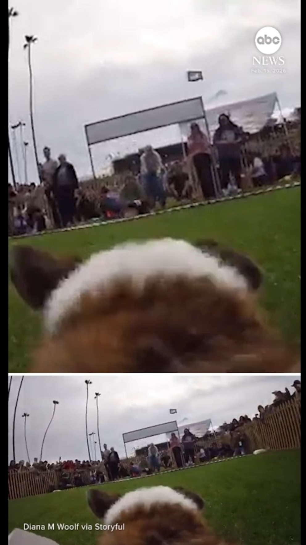 Vídeo Eres un corgi en una carrera nacional.