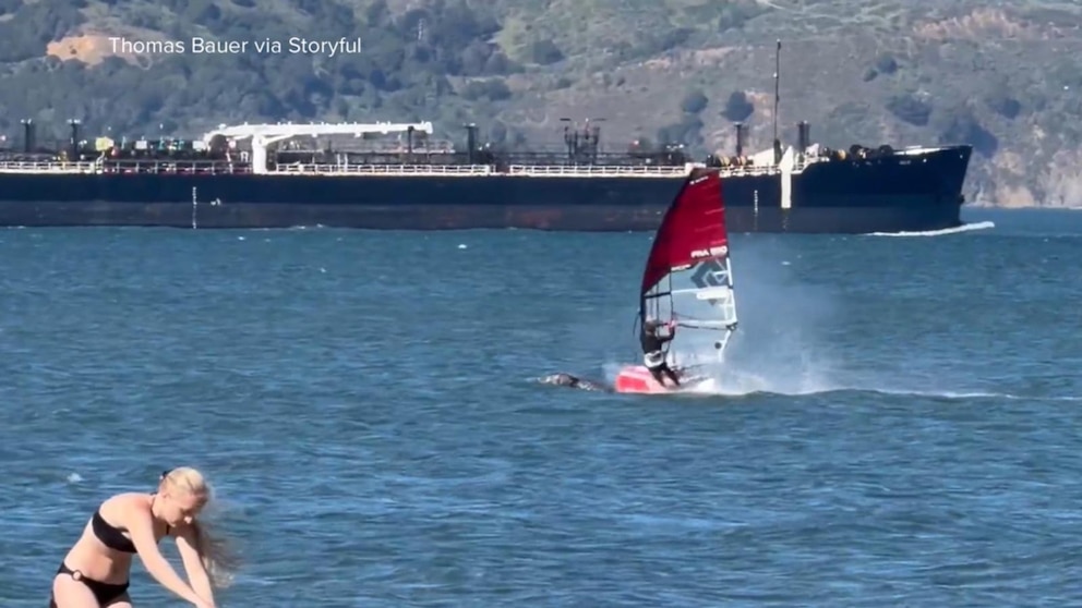 MIRAR: Windsurfista choca con ballena en la Bahía de San Francisco