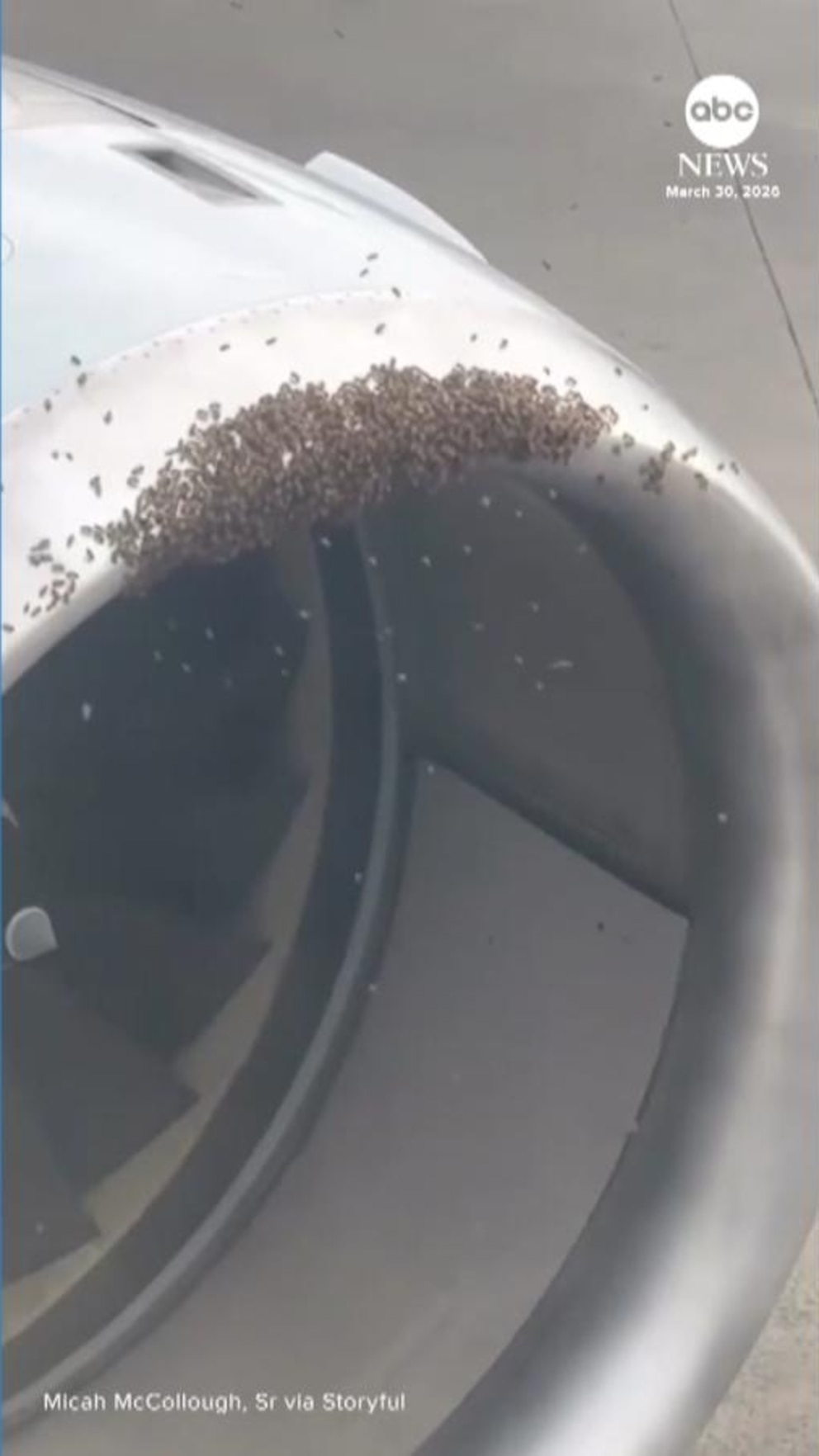 MIRAR: Beehive retirada del avión antes del despegue de Carolina del Norte