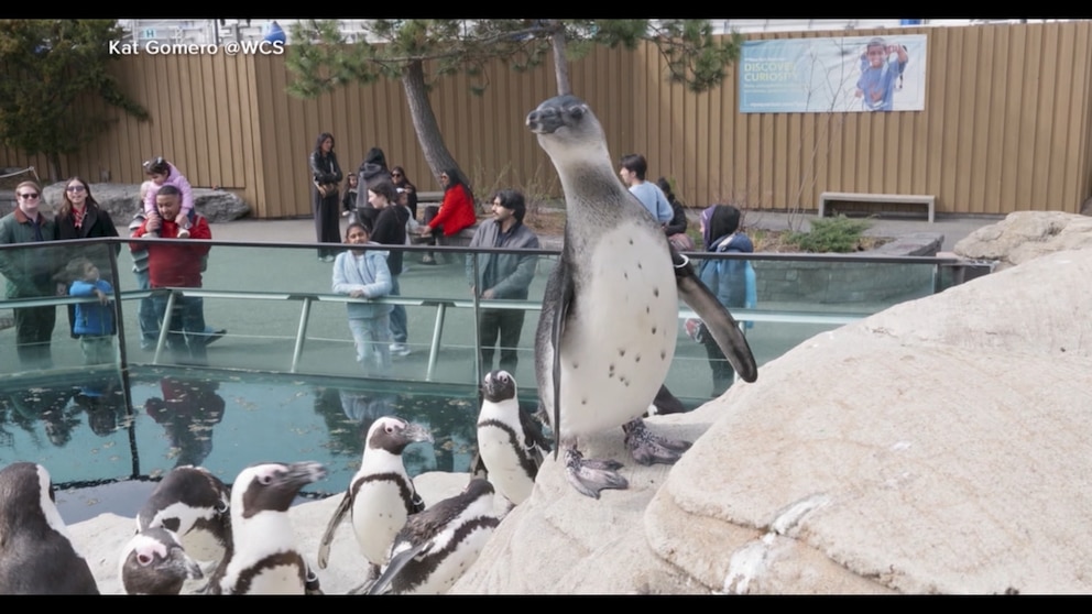 Video ‘GMA’ revela el nombre de una cría de pingüino africano en el acuario de Nueva York