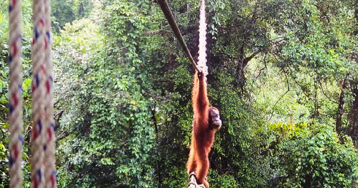 260428-orangutan-rs-8e81bf.jpg