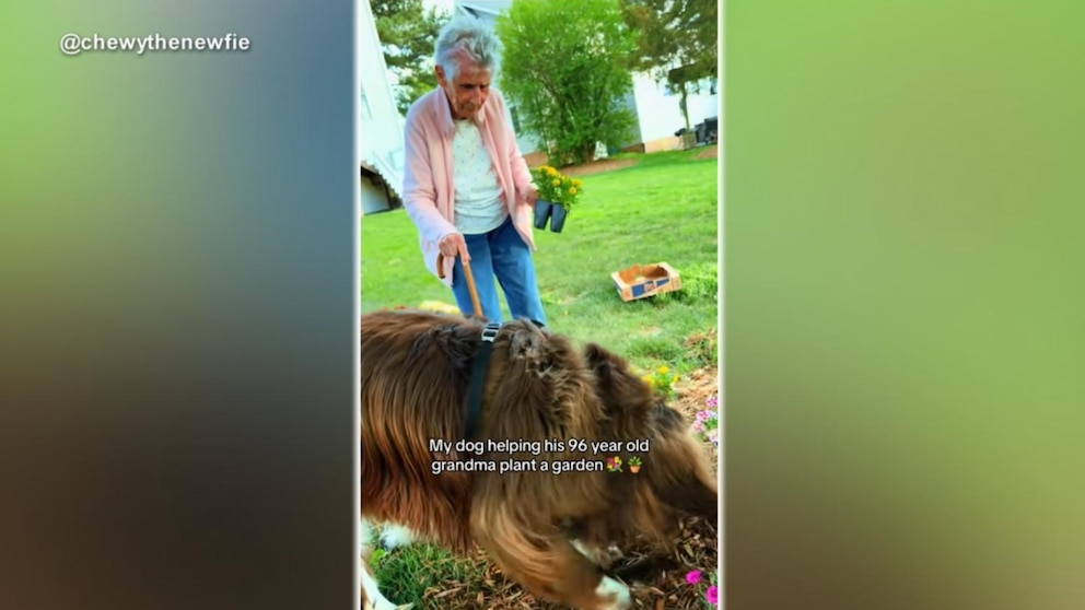 MIRAR: Una mujer de 96 años que trabaja en un jardín con la ayuda de un perro se apodera de Internet