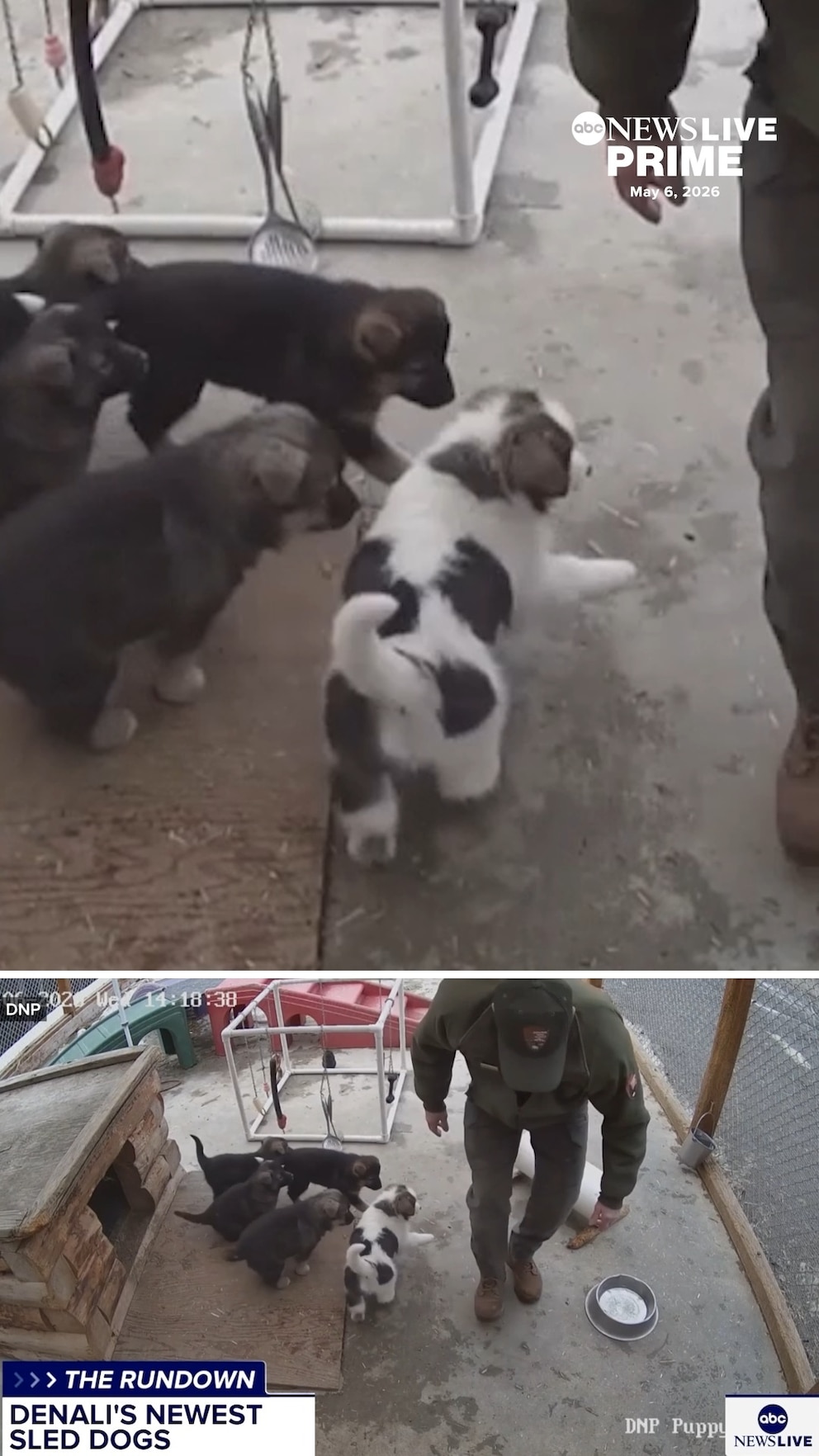 MIRAR: El Parque Nacional Denali presenta nuevos cachorros de perros de trineo