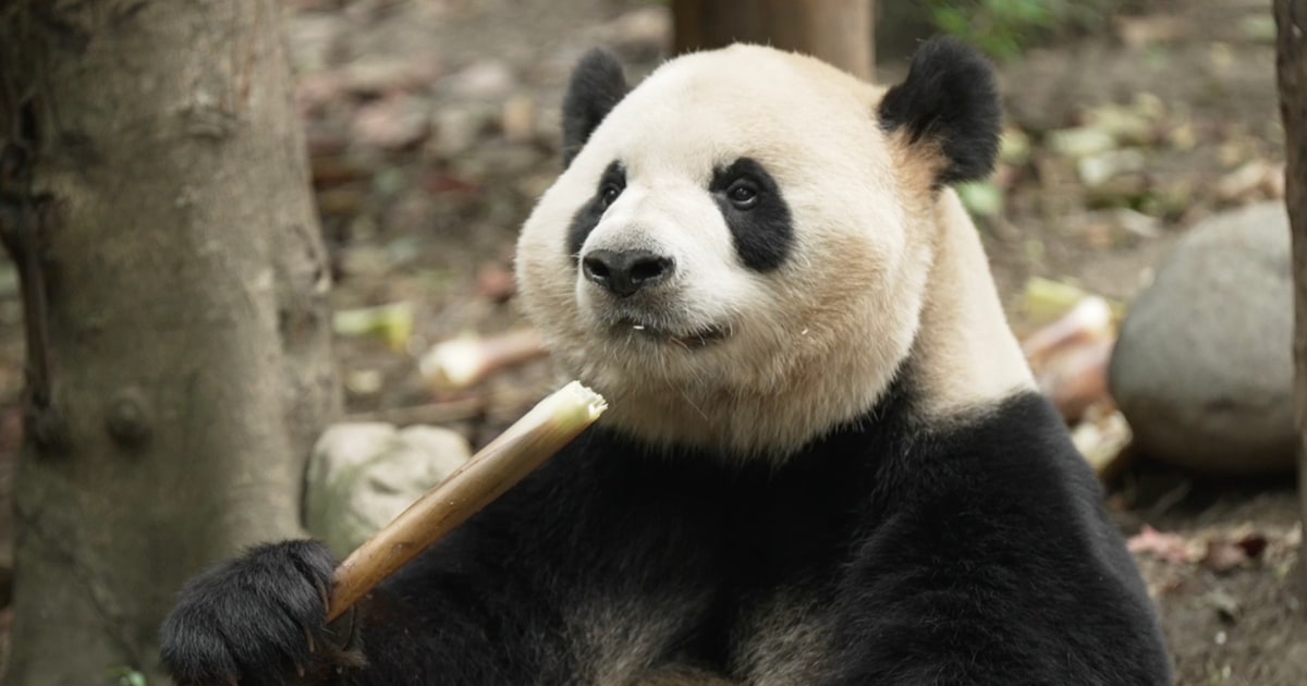 Los pandas se preparan para una cita a ciegas de 8.000 millas en Atlanta