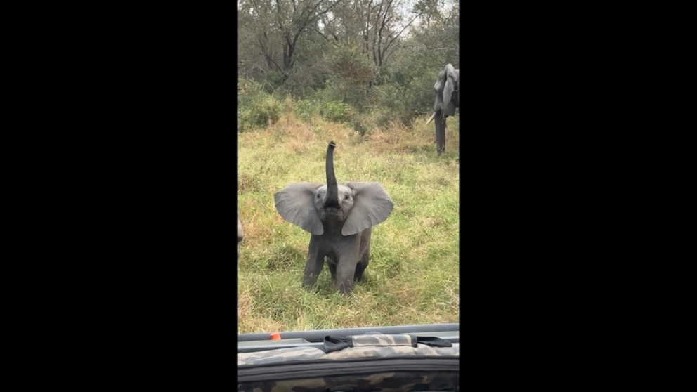 MIRA: Bebé elefante ataca a turistas