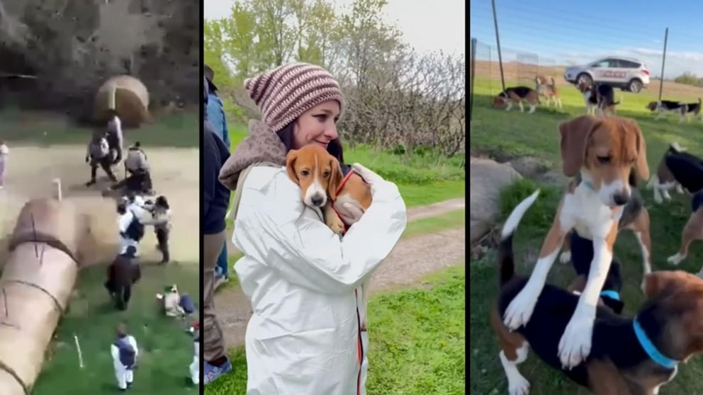 MIRAR: Dentro de la lucha de una década para liberar a miles de perros del sitio de pruebas