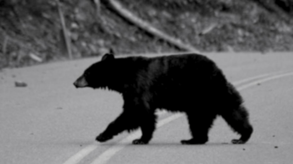 MIRAR: Un excursionista sobrevive al ataque del oso grizzly: ‘Pensé… Esto es todo’