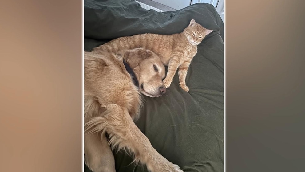 MIRAR: Este perro y este gato forman una amistad poco probable