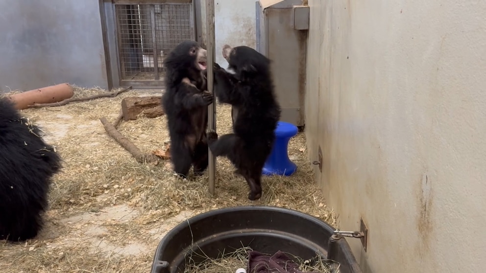MIRAR: Cachorros de osos perezosos hacen su debut en el Zoológico Nacional Smithsonian
