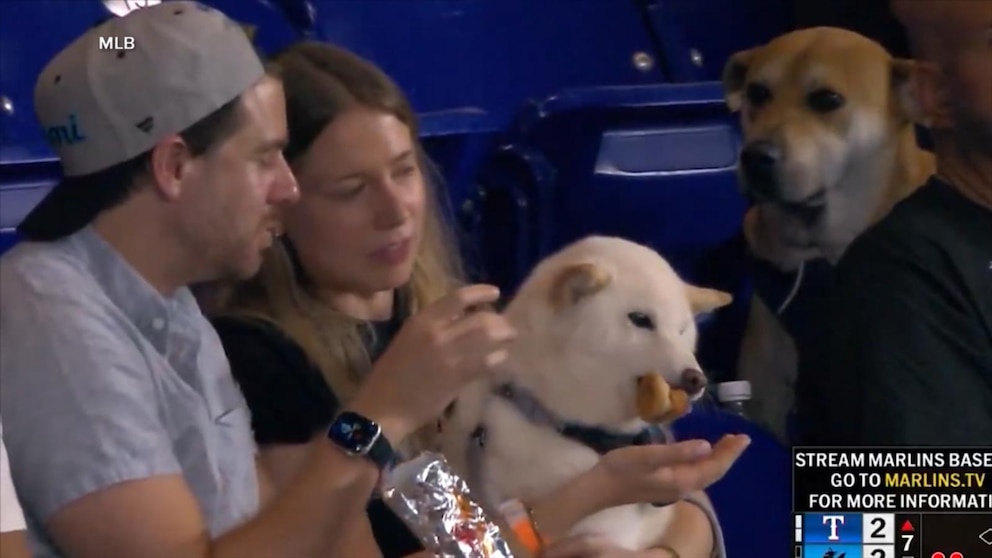 MIRAR: El perro envidia a otros perros que comen Frankfurt
