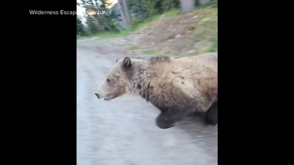 MIRAR: Oso grizzly en Canadá amenaza a mujer y perro, muestra video