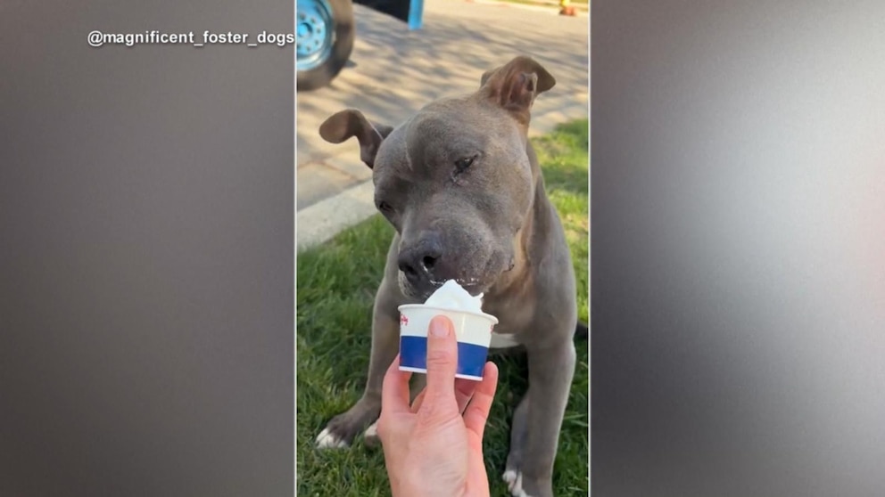 MIRAR: Perro mayor hace todo lo posible para comer helado