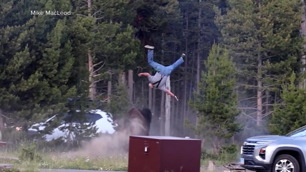 MIRAR: Bisonte ataca a turista en el Parque Yellowstone
