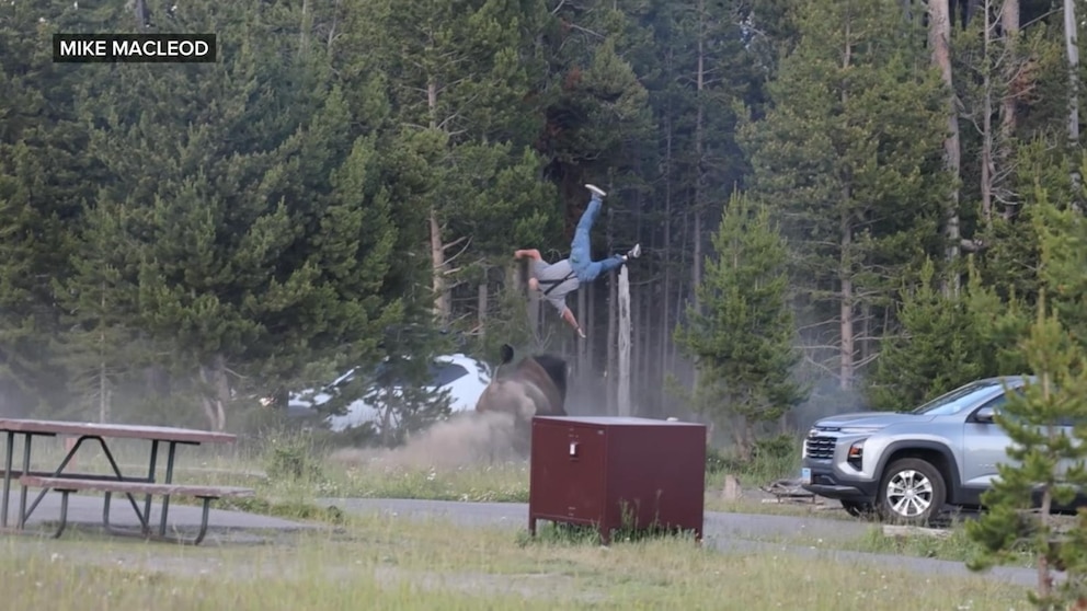 MIRAR: Lo último sobre el bisonte de Yellowstone que lanza a un hombre a 8 pies de altura